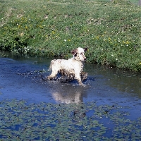 Picture of english setter walking in a stream