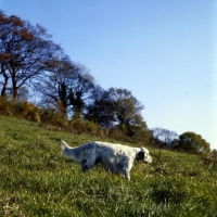Picture of english setter walking on a hillside