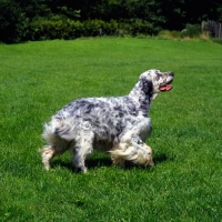 Picture of english setter walking on grass