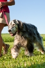 Picture of English Setter walking on lead