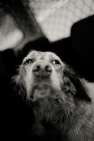 Picture of english setter with a sad face