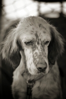 Picture of english setter with a serious face