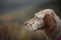 Picture of english setter with a serious face