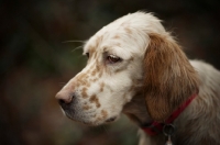 Picture of english setter with a serious face
