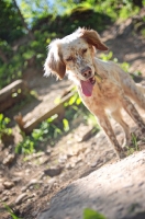 Picture of english setter with funny face and tongue out