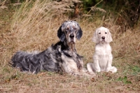 Picture of English Setter with puppy