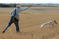 Picture of English Setter working at field trial