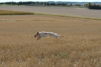 Picture of English Setter working at field trial