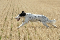 Picture of english setter working type field work