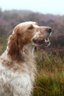 Picture of English setter working type in misty moor