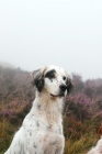 Picture of english setter working type in misty moor