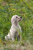 Picture of English Setter