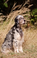 Picture of English Setter