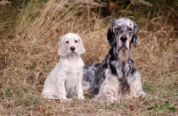 Picture of English Setter