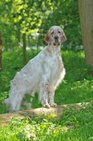 Picture of English Setter
