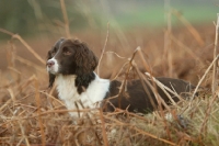 Picture of English Springer  Spaniel in field