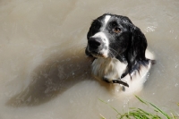 Picture of english springer in water