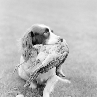 Picture of english springer lying, carrying retrieved bird 