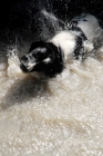 Picture of english springer shaking water off