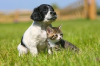 Picture of English Springer Spaniel and Household Kitten