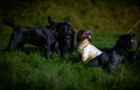 Picture of English Springer Spaniel and labradors