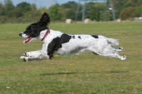 Picture of English Springer Spaniel at full speed