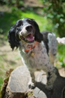 Picture of English Springer Spaniel balancing on a log