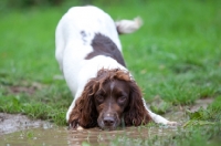 Picture of English Springer Spaniel bending down