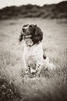Picture of English Springer Spaniel, black and white photo