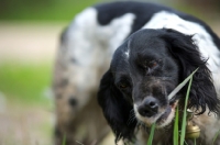 Picture of English Springer Spaniel eating some grass