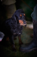 Picture of English Springer Spaniel getting ready for hunt