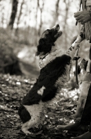 Picture of english springer spaniel greeting owner