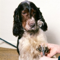 Picture of english springer spaniel having nails clipped