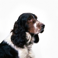 Picture of english springer spaniel head portrait