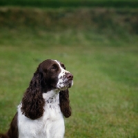 Picture of english springer spaniel, head study 