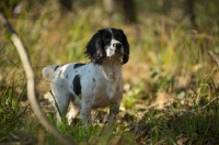 Picture of english springer spaniel hunting in the forest