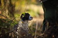 Picture of english springer spaniel hunting in the woods