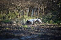 Picture of english springer spaniel hunting
