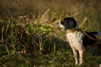 Picture of english springer spaniel in a field