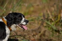 Picture of english springer spaniel in a field