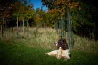 Picture of English Springer Spaniel in autumny field