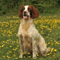 Picture of English Springer Spaniel in field