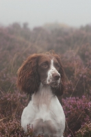Picture of English Springer Spaniel in fog, working type