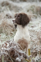 Picture of English Springer Spaniel in frosty scene