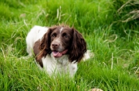 Picture of English Springer Spaniel in grass