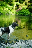 Picture of English Springer Spaniel in river