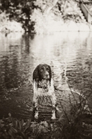 Picture of English Springer Spaniel in river