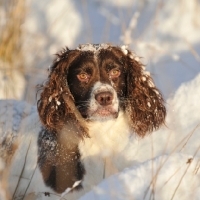 Picture of English Springer Spaniel in snow