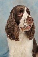 Picture of English Springer Spaniel in studio