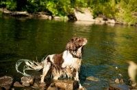 Picture of English Springer Spaniel in summer